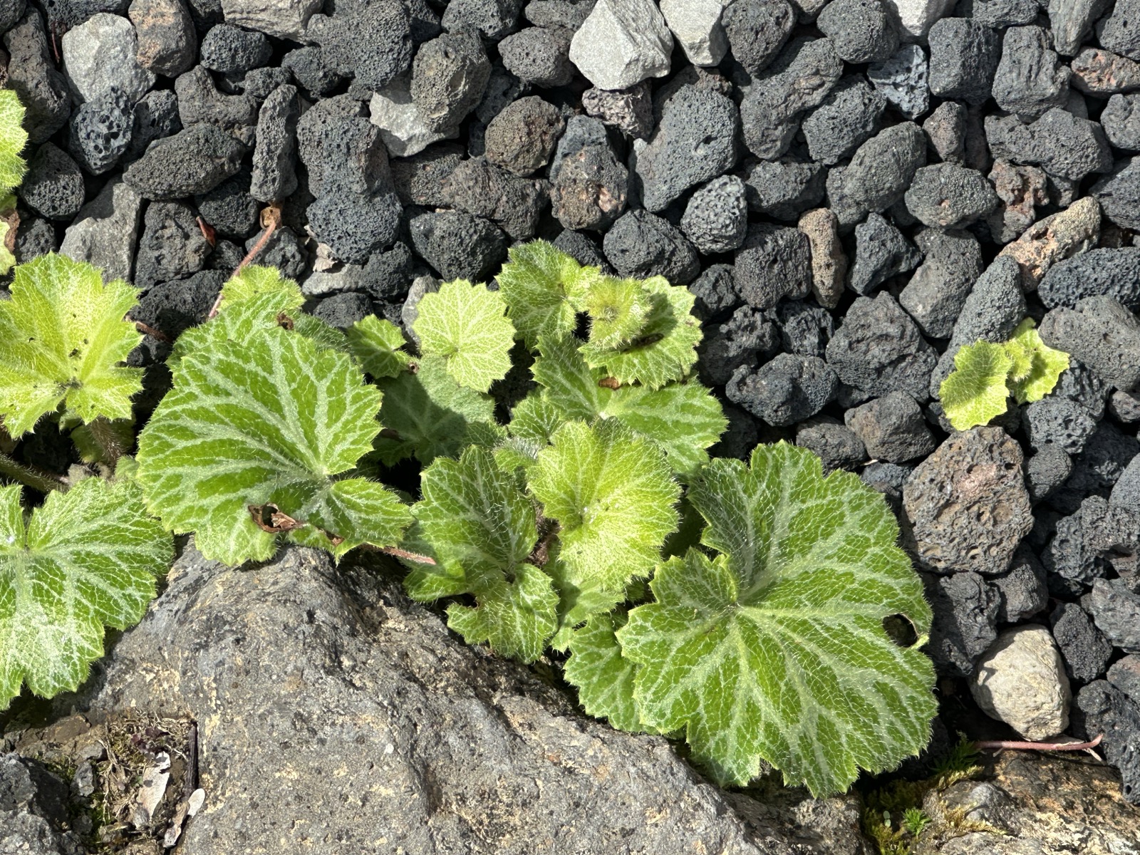 바위취 새순과 현무암