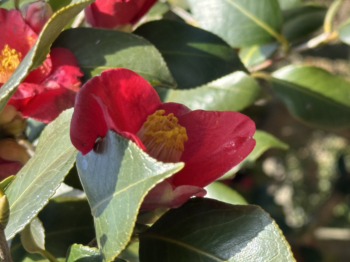 동백꽃 클로즈업