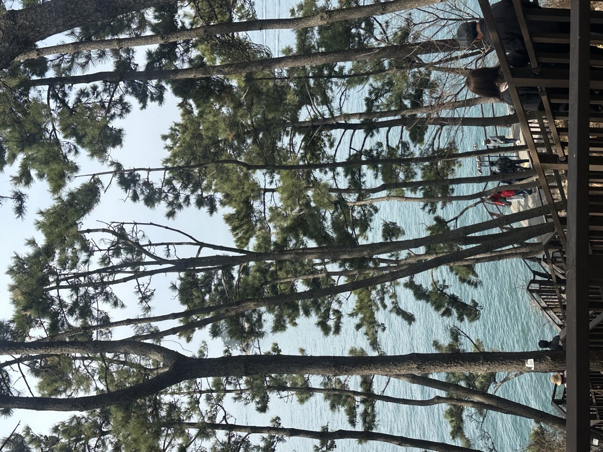 소나무 사이로 보이는 바다