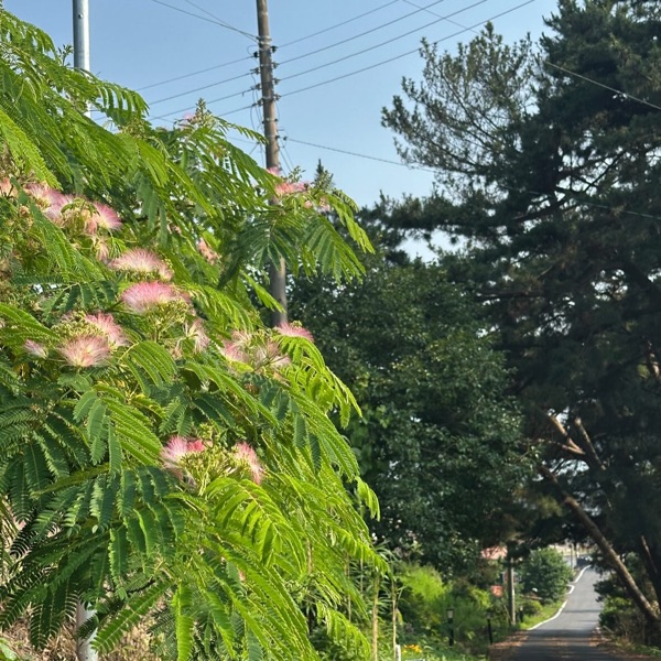 여름 자귀나무 핀 길