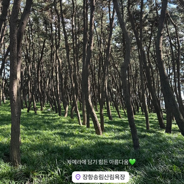 장항송림산림욕장 해송숲